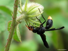 Hibiscus diversifolius diversifolius