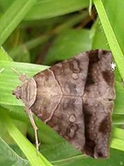 Erebidae
