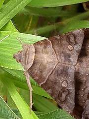 Erebidae