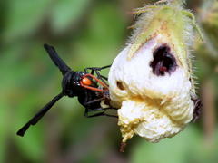 Hibiscus diversifolius diversifolius