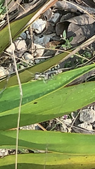 Melanoplus punctulatus