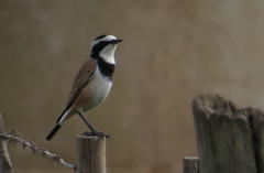 Oenanthe pileata pileata