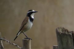 Oenanthe pileata pileata
