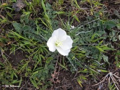 Oenothera acaulis