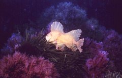 Gnathanacanthus goetzeei