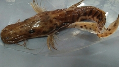 Pseudoplatystoma