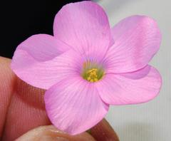 Oxalis smithiana