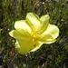 Oenothera stricta - Photo (c) eitel, μερικά δικαιώματα διατηρούνται (CC BY-NC)