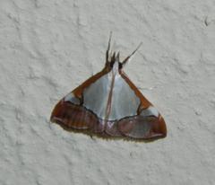 Viettessa margaritalis