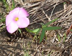 Oxalis smithiana