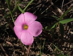 Oxalis smithiana