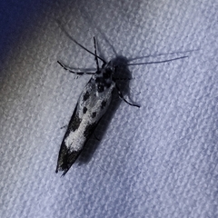 Ethmia quadrillella