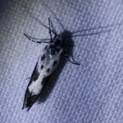 Ethmia quadrillella