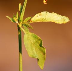 Dicliptera leistneri