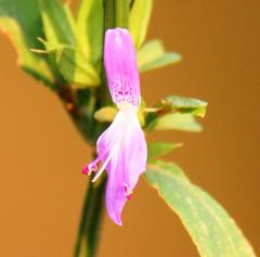 Dicliptera leistneri
