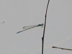 Enallagma exsulans