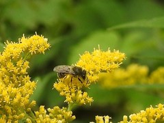 Colletes compactus compactus