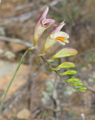 Freesia refracta