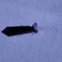 Mystacides azureus