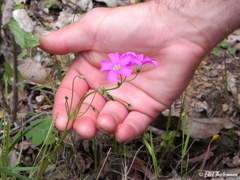 Oxalis arenaria