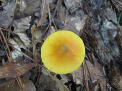 Amanita flavivolva