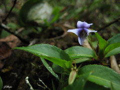 Viola stipularis