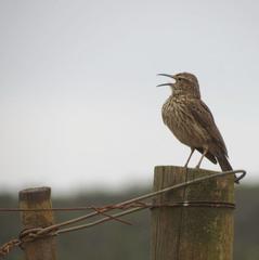 Certhilauda curvirostris brevirostris