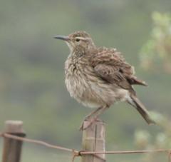 Certhilauda curvirostris brevirostris