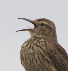 Certhilauda curvirostris brevirostris