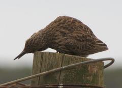 Certhilauda curvirostris brevirostris