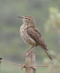 Certhilauda curvirostris brevirostris