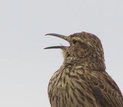 Certhilauda curvirostris brevirostris