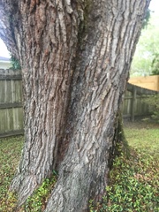 Quercus virginiana