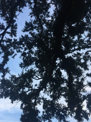 Quercus virginiana
