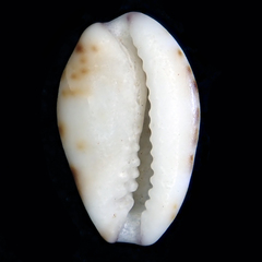 Purpuradusta hammondae