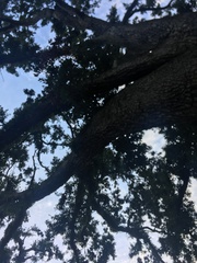 Quercus virginiana