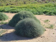 Tetraena retrofracta