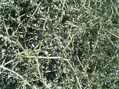 Tetraena retrofracta