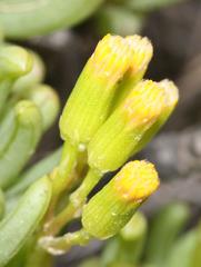 Senecio sarcoides