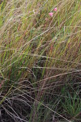 Gladiolus ochroleucus