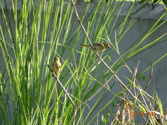 Sporophila nigricollis