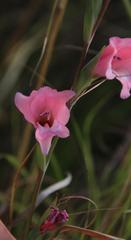Gladiolus ochroleucus
