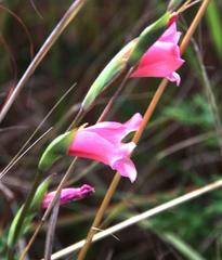 Gladiolus ochroleucus