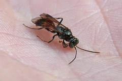 Alysson oppositus