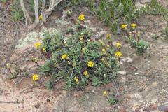 Senecio abbreviatus