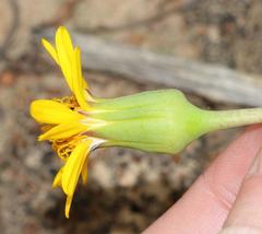 Senecio abbreviatus