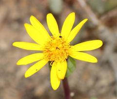 Senecio abbreviatus
