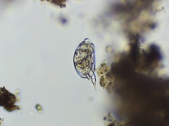 Colurella