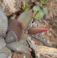 Anacampseros telephiastrum