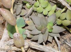 Anacampseros telephiastrum